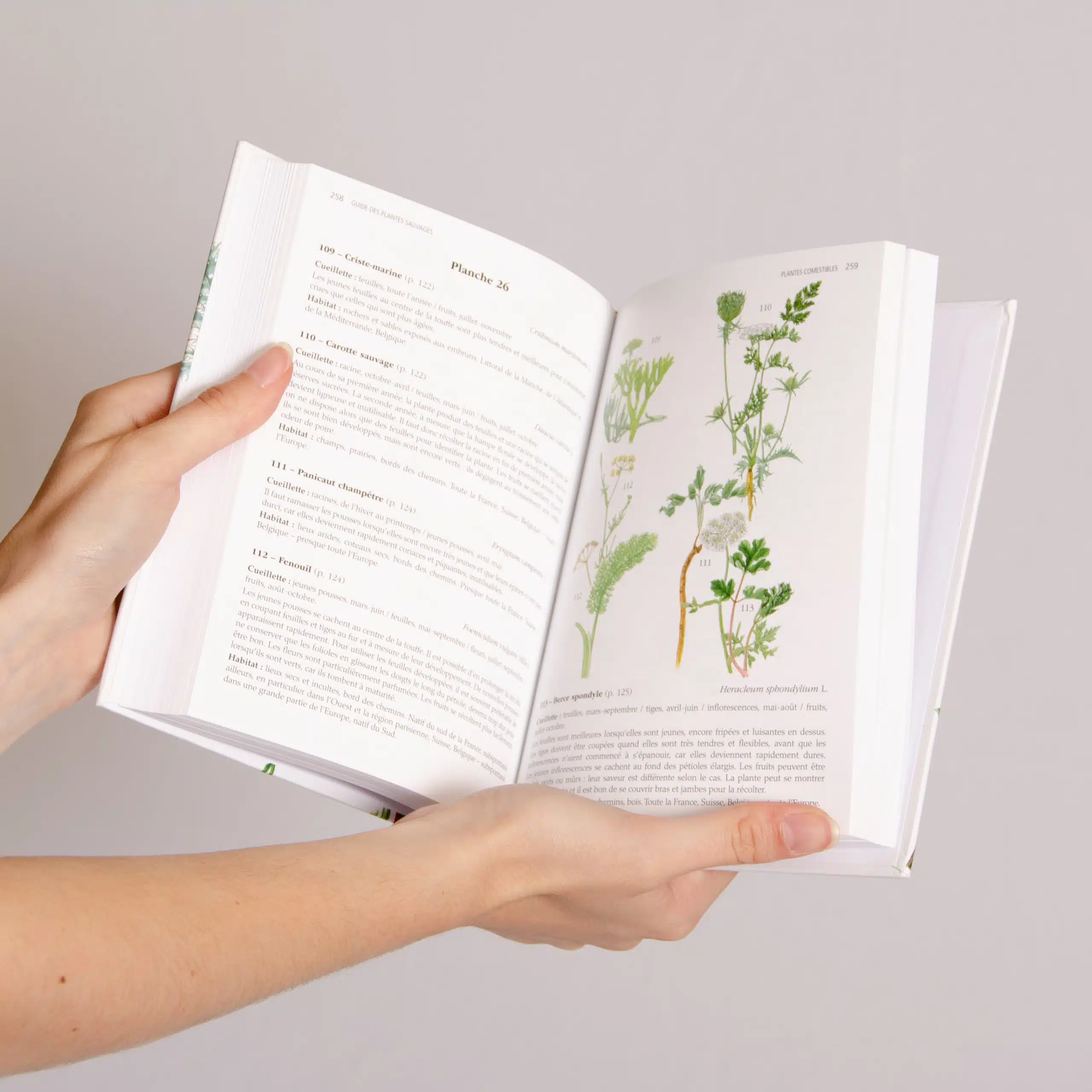 Les Plantes sauvages, comestibles et toxiques – Guide DELACHAUX – Image 5