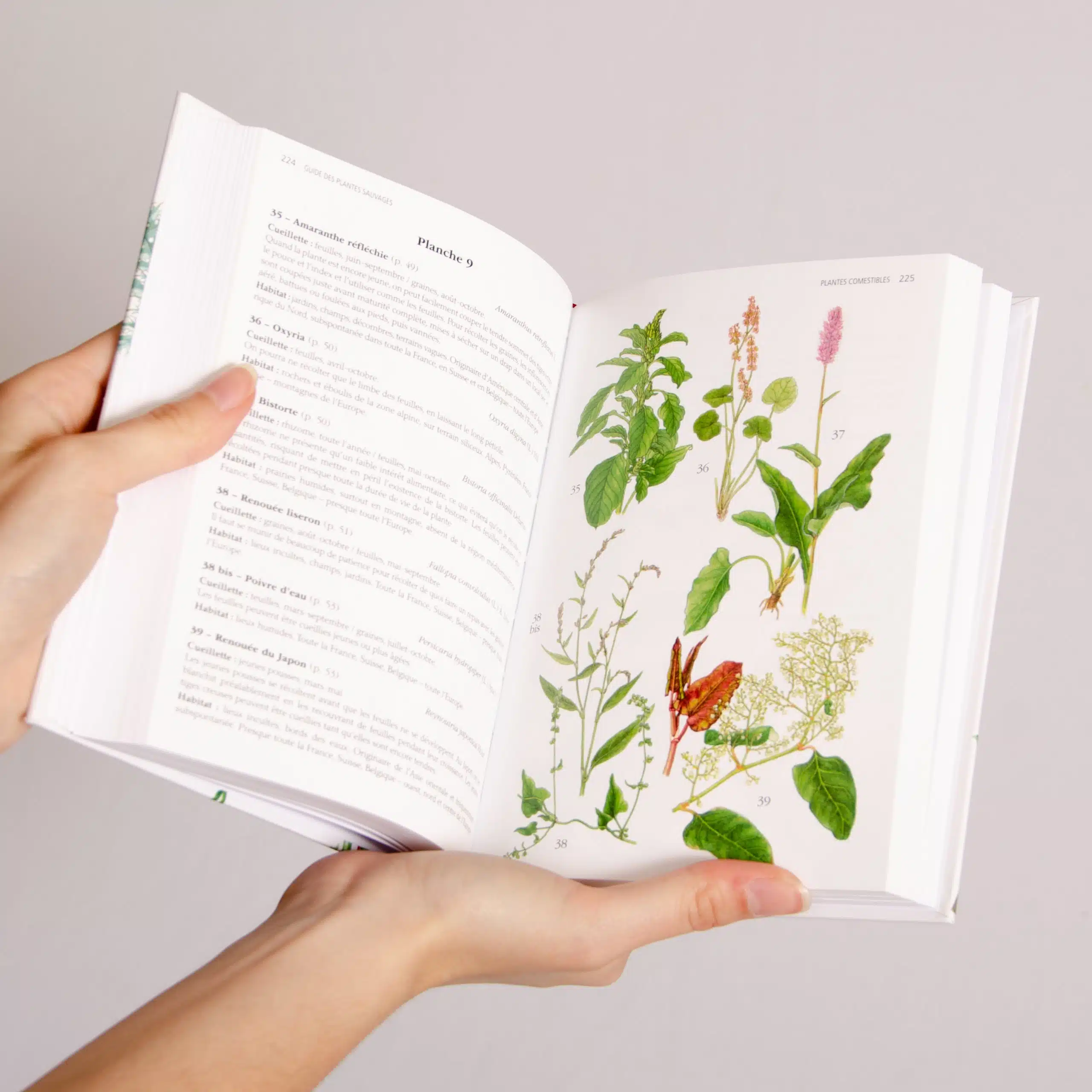 Les Plantes sauvages, comestibles et toxiques – Guide DELACHAUX – Image 6